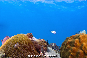Swimming between two coral heads on turtle reef in Grand ... by Bruce Campbell 